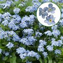 Afbeelding van Myosotis P10.5 Mon amie bleu